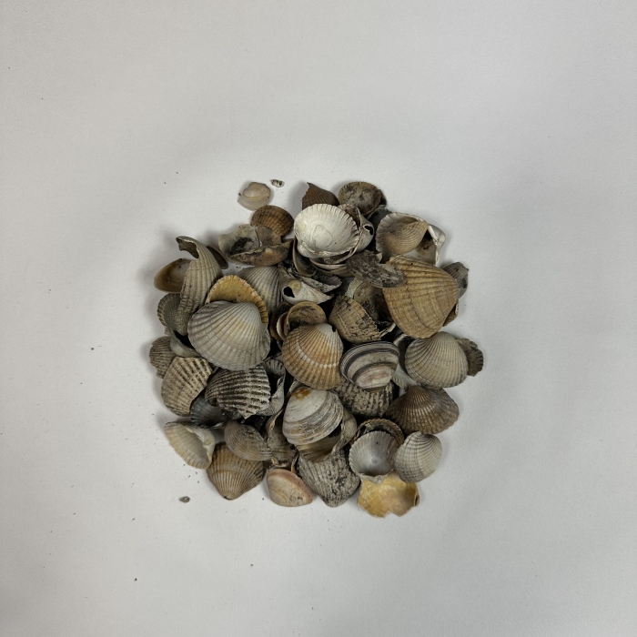 Schelpen 